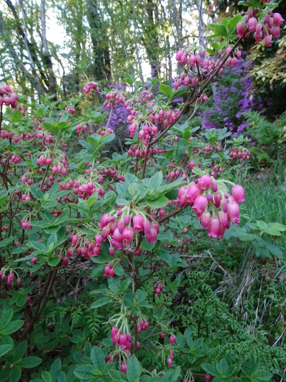 'Shepherd's Delight' (formerly Menziesia)